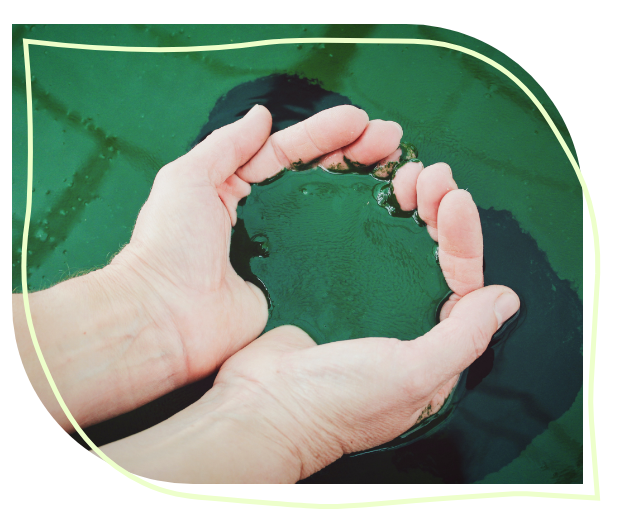 Maison Naturelle Chlorella Spirrulina Mix Inhaltsstoffe