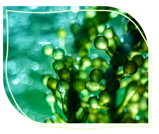 Maison Naturelle Chlorella Inhaltsstoffe