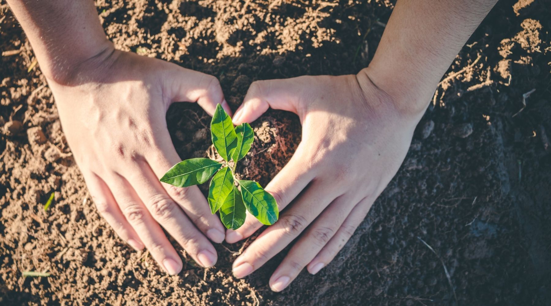 Unser Baumprojekt - Update – Maison Naturelle