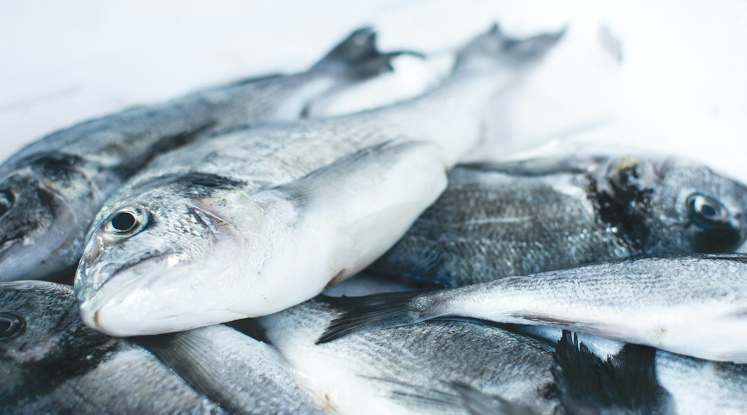 Frische Fische auf Eis