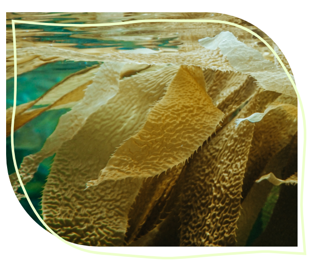 Maison Naturelle Jod aus Bio Kelp Inhaltsstoffe